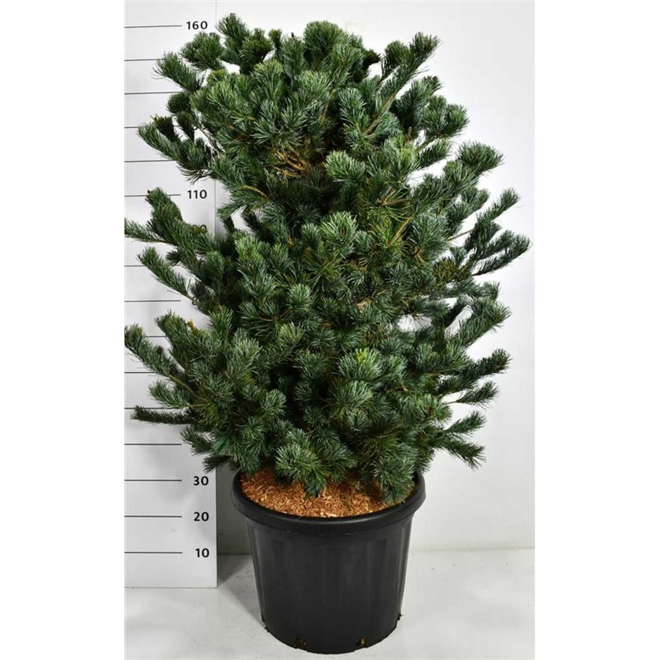 Japansk vittall – Pinus parviflora 'Negishi' - C45 100-125 cm.